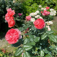 Summer Fireworks Rose