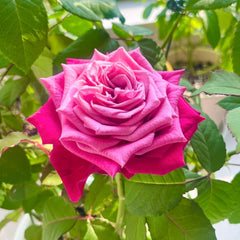 Susan Rose