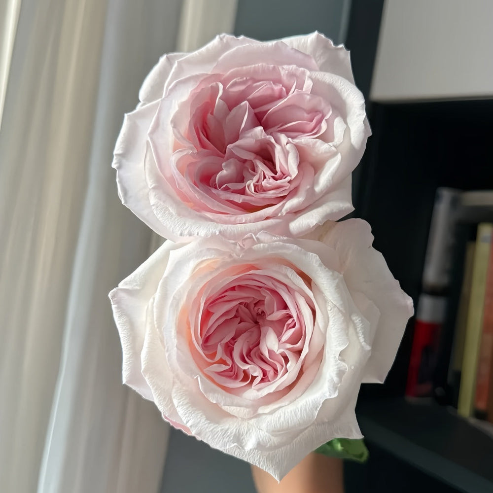 Swan Lake Rose