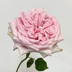 Sweet 4 Love Rose