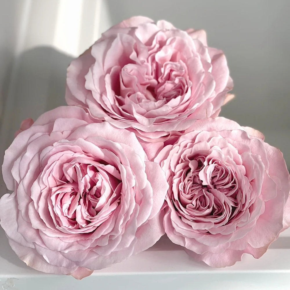 Sweet 4 Love Rose