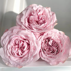 Sweet 4 Love Rose