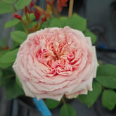 Sweet Eye Rose