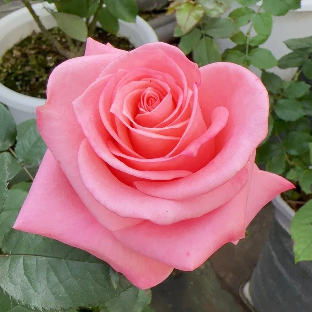 Sweet Mama Rose