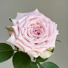 Sweet Menta Rose