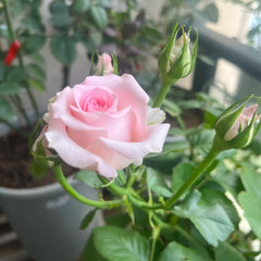 Sweet Revival Rose