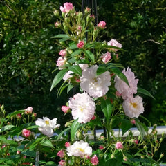 Sweet Siluetta Rose