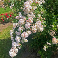 Sweet Siluetta Rose