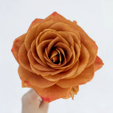 Symbol Rose