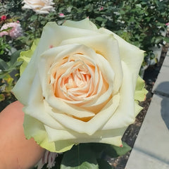 Talea Rose