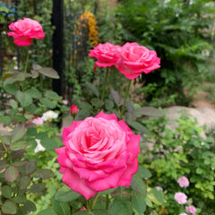 Tao Zhuo Lan Tian Rose