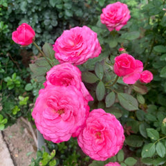 Tao Zhuo Lan Tian Rose