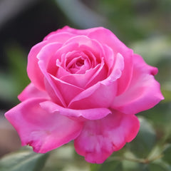 Tao Zhuo Lan Tian Rose