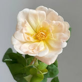 The Lark Ascending Rose