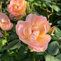 The Lark Ascending Rose