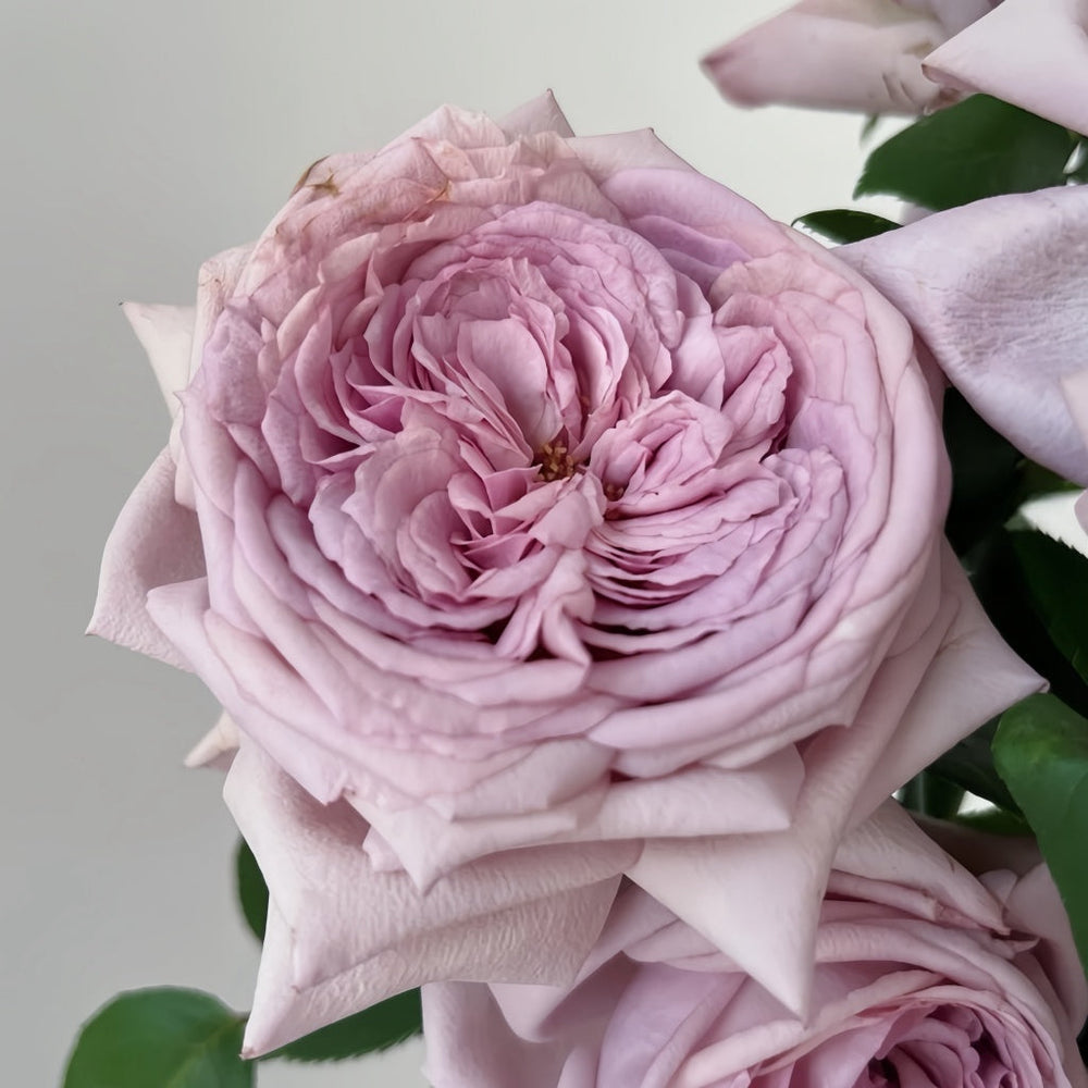 The Pride Rose