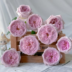 The Pride Rose