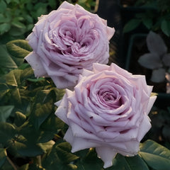 The Pride Rose