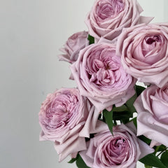 The Pride Rose