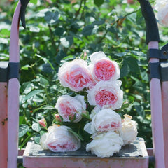 The Wedgwood Rose