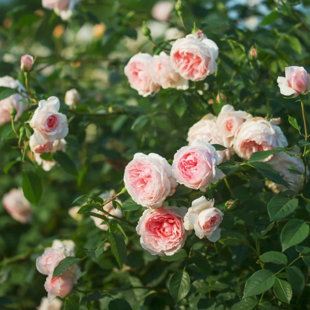 The Wedgwood Rose
