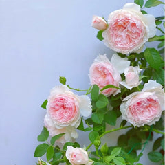 The Wedgwood Rose