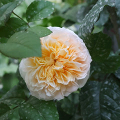 Tie Dye Rose