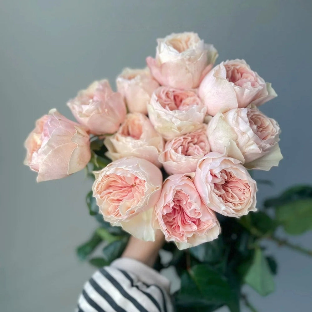 Tip Top Rose