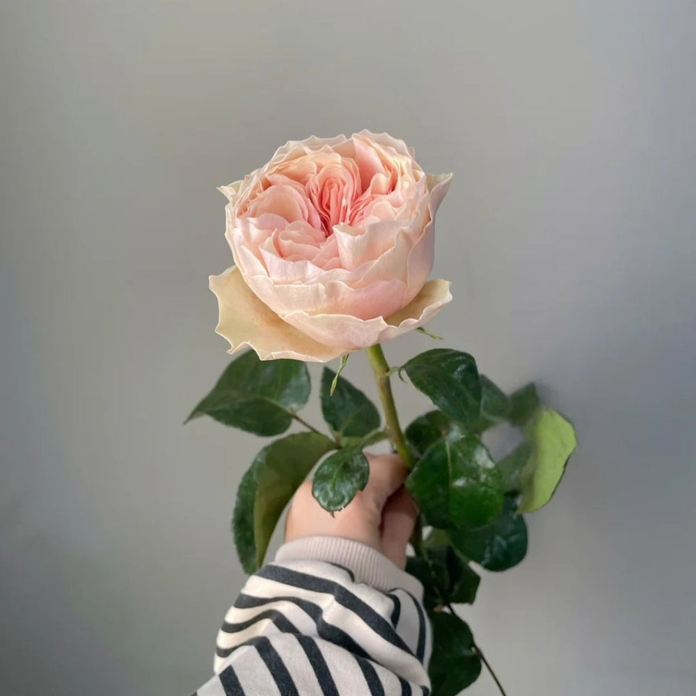 Tip Top Rose