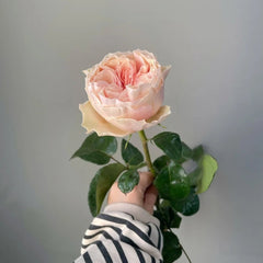 Tip Top Rose
