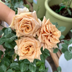 Toffee Rose