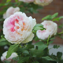 Traumerei Rose