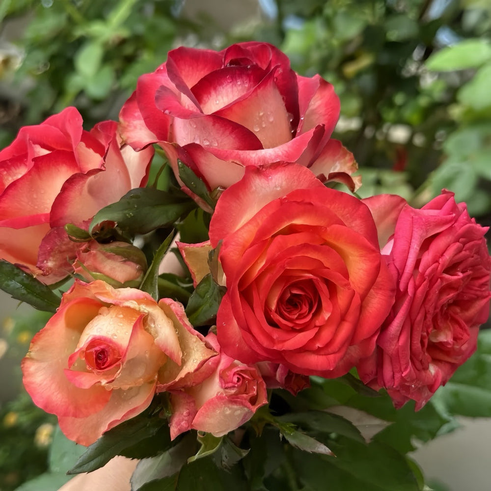 Tsar Rose