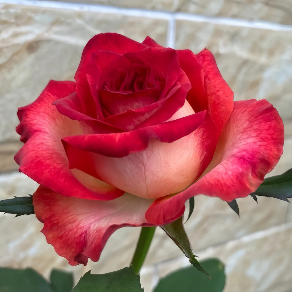 Tsar Rose