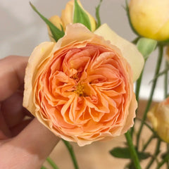 Tsukitohana Rose