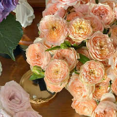 Tsumugi Ulala Rose