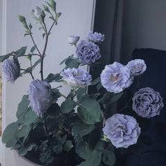 Turn Blue Rose