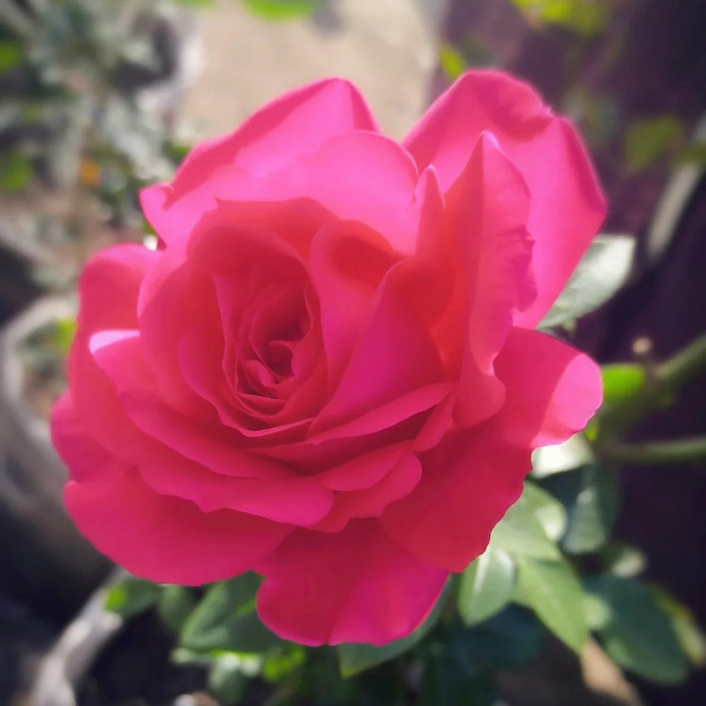 Velasquez Rose