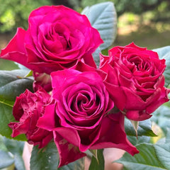 Venturoso Rose