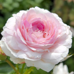 Vesalius Rose