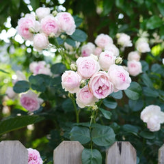 Vesalius Rose
