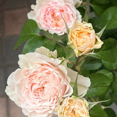 Victoria Bride shrub rose with large peach-pink cup blooms, green-tinted outer petals, multi-layered form, and elegant vintage charm.