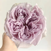 Villa Lila Rose