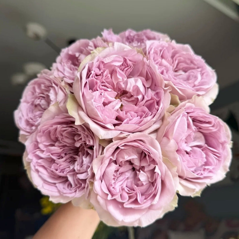 Villa Lila Rose