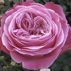 Villa Muze Rose