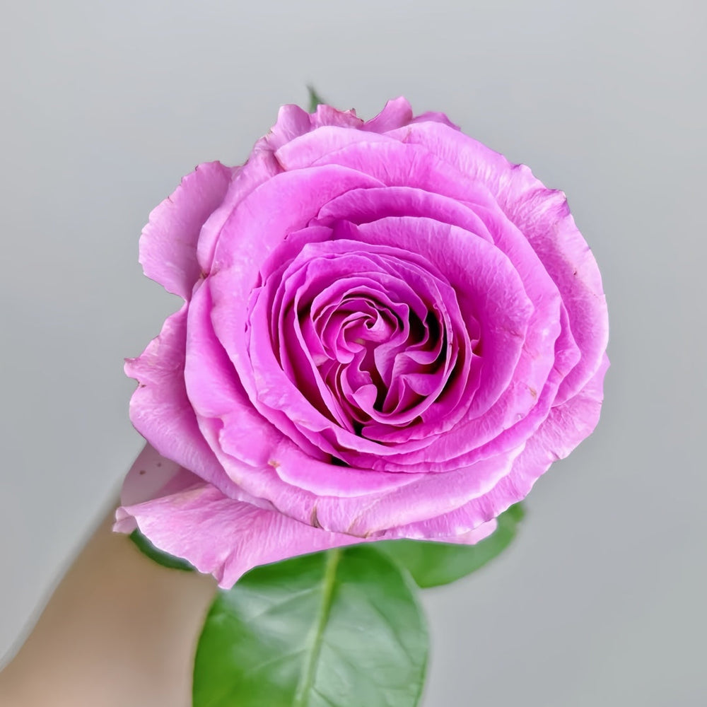 Water Game Rose