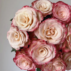 Watercolor Brush Rose