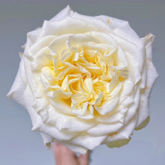 White Ashley Rose