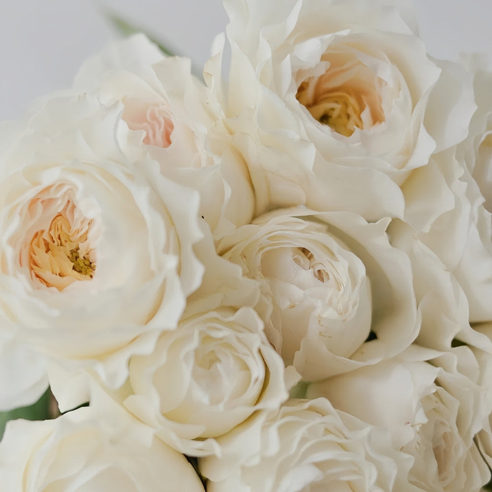 White Cloud Rose