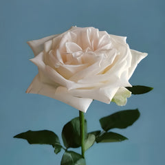 White O'Hara Rose